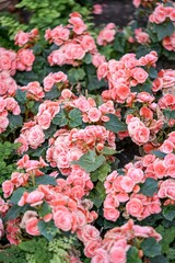 pink begonia blossoms