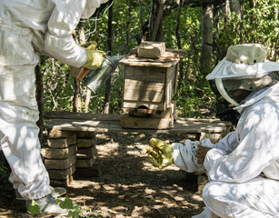 Two beekeepers smoking the entrance to a hive preparing to open and check the bees.