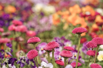 Red bellis blossoms in a garden  © Helena