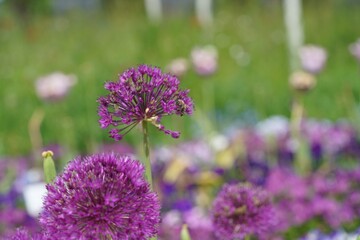 flowers in the garden, allium