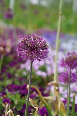 Fototapeta premium Purple allium blossom with a bee