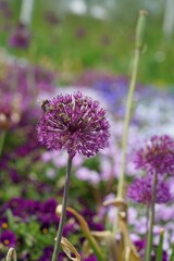 flower in spring, allium