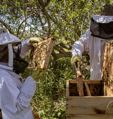 Two beekeepers in protective suits, looking at and checking boxes of honeycombs full of honey and working bees.