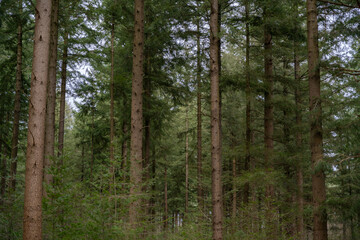 Dense fir forest in cloudy weather in the spring season. The weather before the storm in the...
