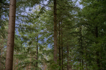 Dense fir forest in cloudy weather in the spring season. The weather before the storm in the wilderness