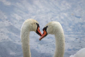 White mute swans mates. A couple of mute swans (Cygnus color). A couple of mute swans close-up portrait in the water.	