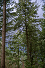 Fototapeta premium Dense fir forest in cloudy weather in the spring season. The weather before the storm in the wilderness