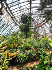 Winter garden orangery interior with evergreen tropical plants and monstera growing inside. Greenhouse with deciduous flora covered with green leaves under glass roof. Old glasshouse, botanical garden © irina