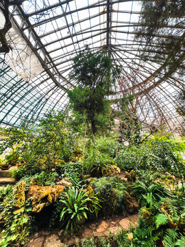 Winter garden orangery interior with evergreen tropical plants and monstera growing inside. Greenhouse with deciduous flora covered with green leaves under glass roof. Old glasshouse, botanical garden