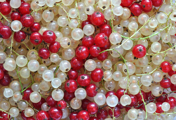 
 close-up of  freshly harvested stack of mixed red and white currant