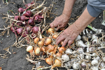 Hands of senior woman, harvesting different sorts of ripe onion in the vegetable garden