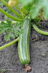 close-up of growing zucchini in the vegetable garden, vertical composition
