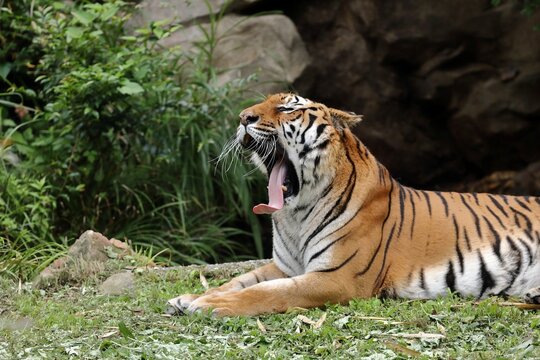 長い舌を出してあくびをするトラ