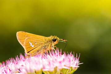 Rice skipper butterfly, A butterfly is on the flower