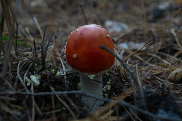 Red mushroom in the forest. Fly agaric