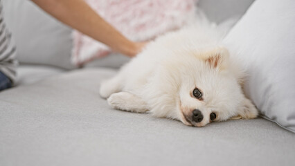Handsome young caucasian man relaxing indoors, comfortably playing with his adorable dog on a cozy sofa at home in the living room.