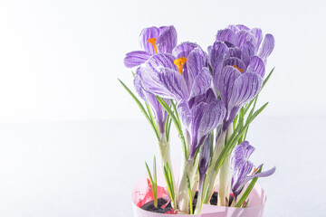 Purple flowers of crocuses. Saffron plant