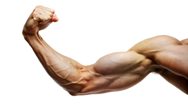 Muscular male torso isolated, displaying strength and fitness