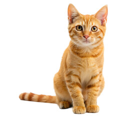 Obraz premium Adorable British Shorthair Cat Sitting on White Background