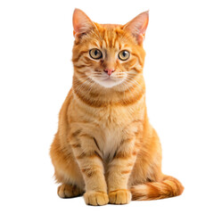Obraz premium Orange British cat sitting isolated, cute kitten portrait