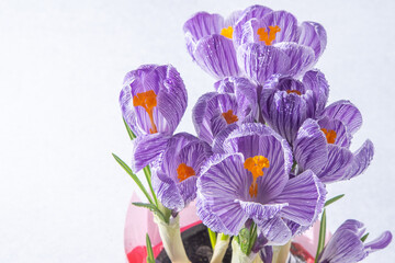Purple flowers of crocuses. Saffron plant
