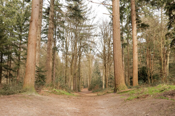 Hiking trail path in a pine tree fall forest, captured on an overcast day in autumn