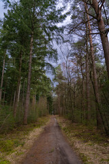 Fototapeta na wymiar A path through the coniferous forest in the spring season. Cloudy weather in the wilderness. Walking outdoors in nature