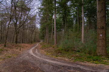 A path through the coniferous forest in the spring season. Cloudy weather in the wilderness. Walking outdoors in nature