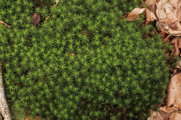 Close up of polytrichum, maidenhair moss surrounded by fallen autumn leaves, captured from above...