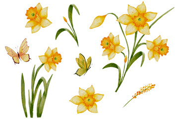 Watercolor Daffodils and Butterflies Clipart – Spring Floral PNG Set on Transparent Background