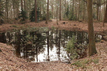 Pond filled with water and plants in the middle of a woodland forest captured during fall or autumn.