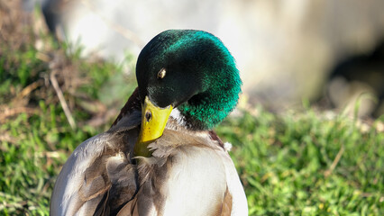 Close up mallard duck green head with blurred background. Bird duck portrait photography.
