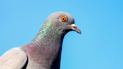 Close up pigeon head and colorful feather with blue sky background.