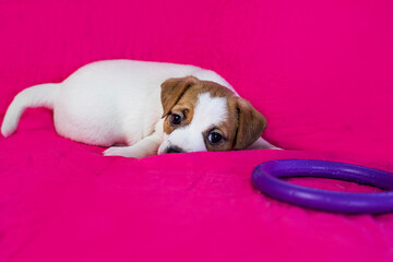 small Jack Russell terrier puppy lies near a purple puller near a bright pink background