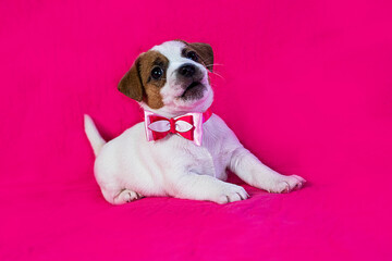small Jack Russell terrier puppy with a pink bow on his neck stands near a bright pink background