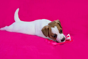 small Jack Russell terrier puppy lies near a bright pink background