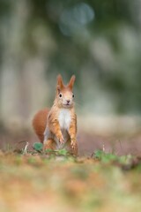 Close up photo of a squirrel with forest background. Lesopark Štěpánka, Mladá Boleslav, Czech republic.	