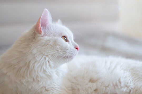 White cat looks away, lies on a white bed. Sleeping fluffy cat. Cute pet. Copy space for text.