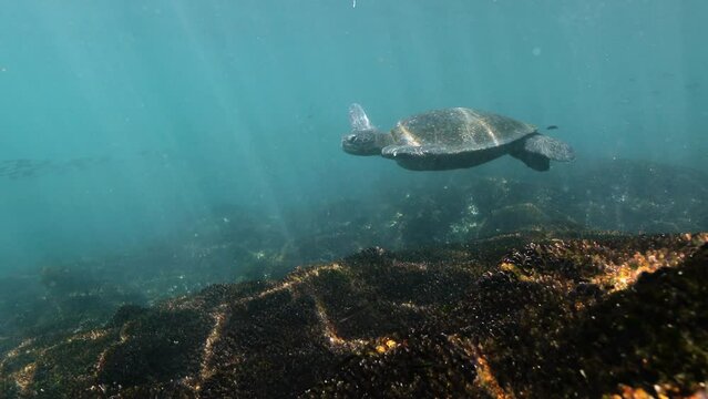  Galapagos sea turtle paddling with its arms and swimming slowly.
