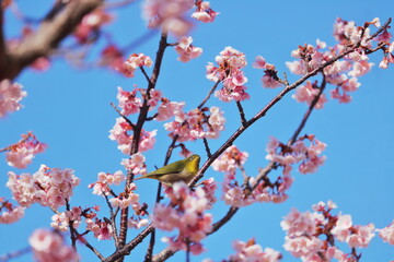 メジロと桜の花びら