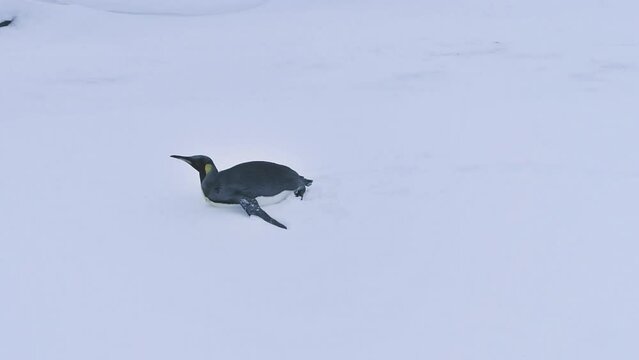 Penguin in Antarctic Snow Surface Landscape. Antarctica Polar Animal Habitat Eternal Frost Extreme Wild Nature. Aerial Side View Footage Shot in 4K (UHD)