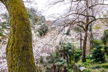 Enchanting Petals Dance: Yoshino’s Cherry Blossoms in Spring