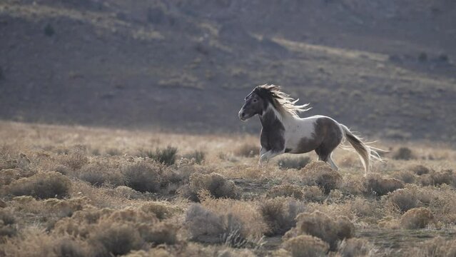 Wild Horse running in slow motion as hair blows in the wind through the Utah desert.