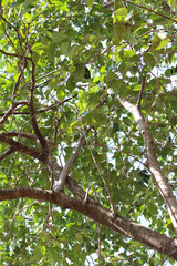 Green tree leaves and branches background