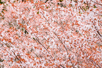 Naklejka premium Enchanting Petal Cascade: Mt. Yoshino’s Cherry Blossom Majesty