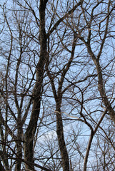 Multiple tree branches abstract background, leafless tree branches against the blue sky