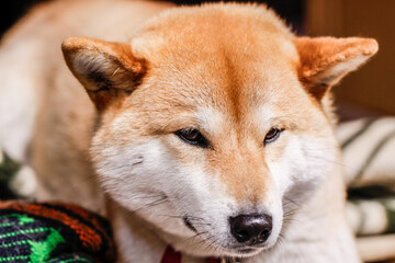 A Shiba Inu’s Restful Afternoon