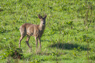 portrait of a roe deer in the English countryside