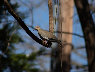 Mourning dove perched on a large grapevine in central Texas