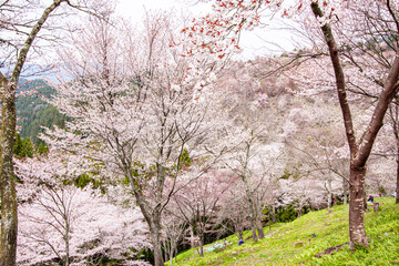 Whispers of Spring: Cherry Blossoms Flourish on Yoshino’s Slopes